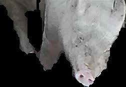 Crop