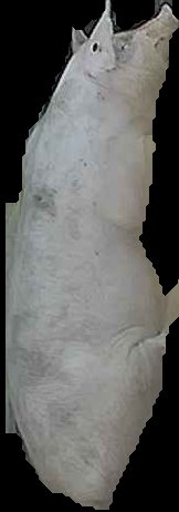 Crop