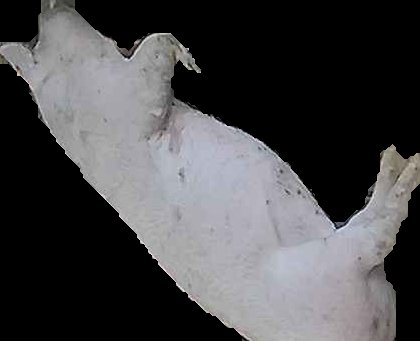 Crop