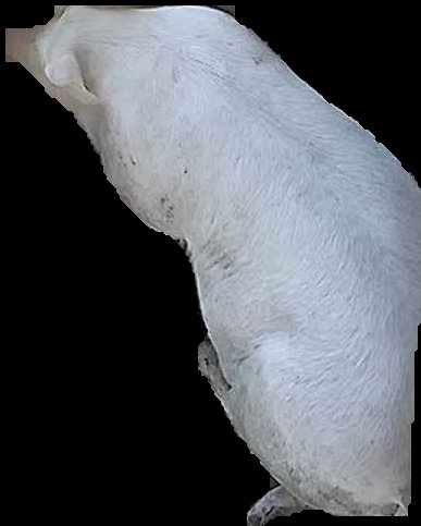 Crop
