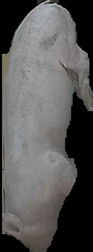 Crop