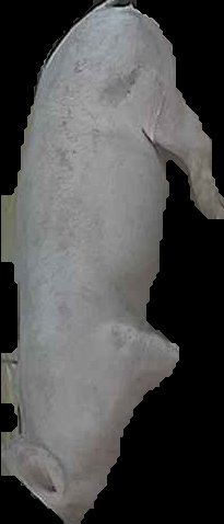Crop