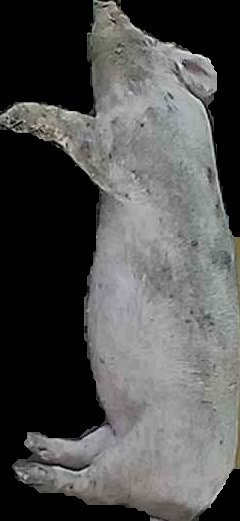 Crop