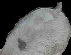Crop