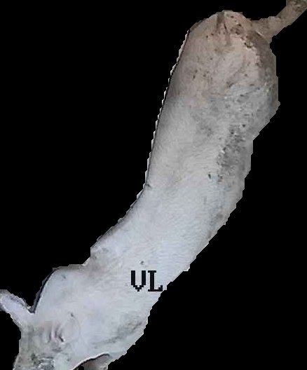 Crop