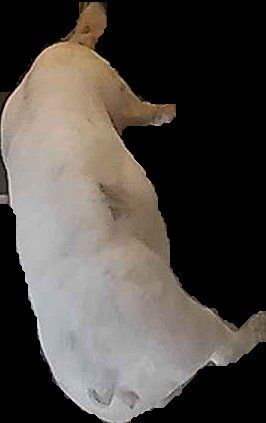Crop