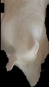 Crop