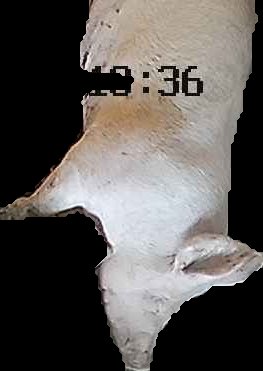 Crop