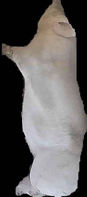 Crop