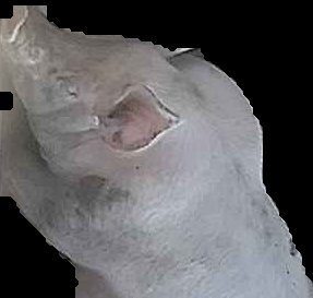 Crop