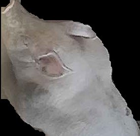 Crop