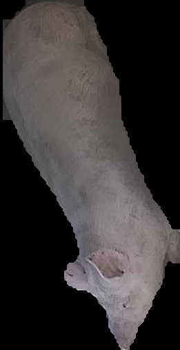 Crop