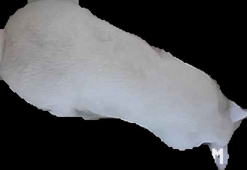 Crop