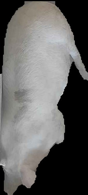 Crop