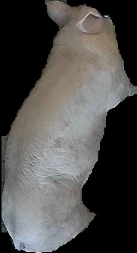 Crop
