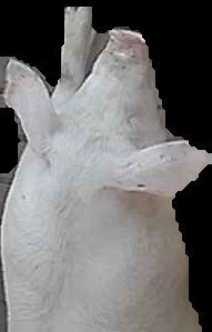Crop