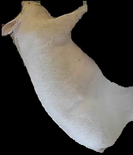 Crop