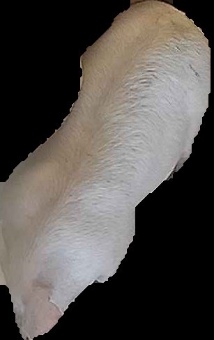 Crop