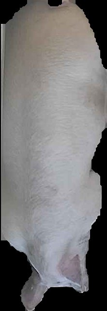 Crop