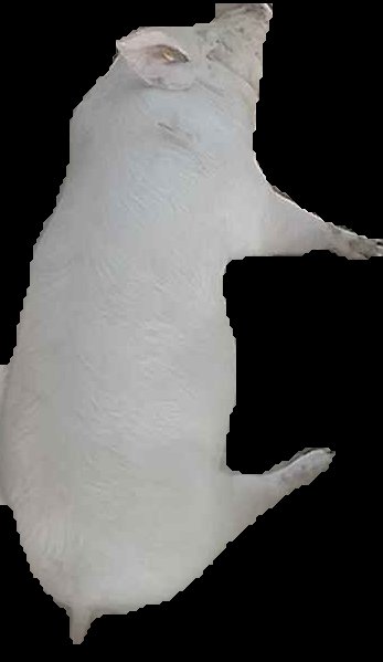 Crop