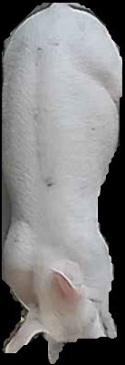 Crop