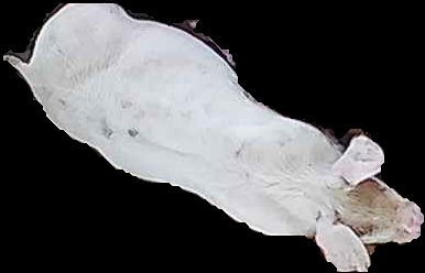 Crop