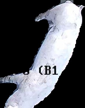 Crop