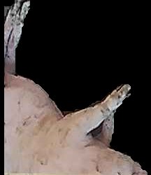 Crop