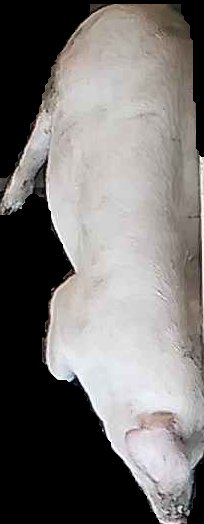 Crop