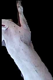 Crop