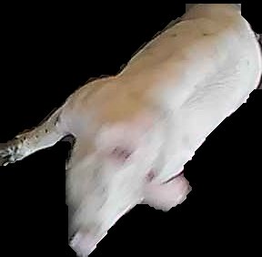 Crop