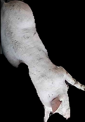 Crop