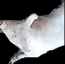 Crop