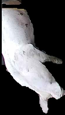 Crop