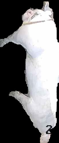 Crop