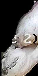 Crop