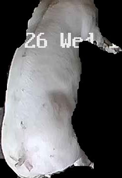 Crop