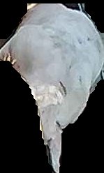 Crop