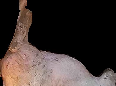 Crop