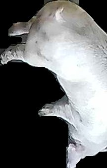 Crop