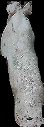 Crop