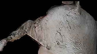 Crop