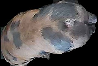 Crop