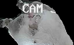 Crop