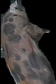 Crop