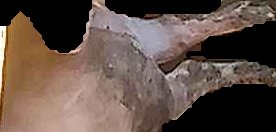 Crop