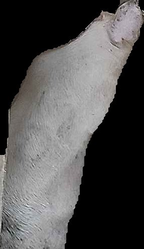 Crop