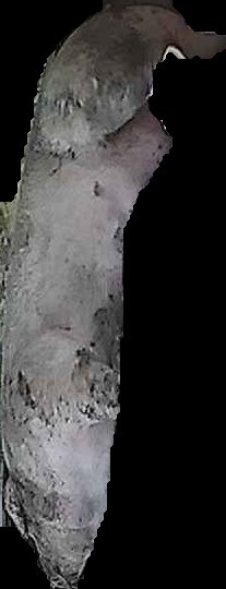 Crop