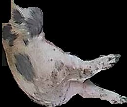 Crop