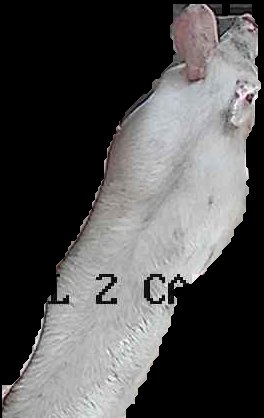 Crop